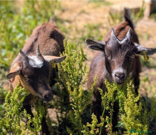 Goats livestock 5X Pygmy goats  - Advert 2
