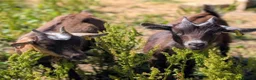 Goats livestock for sale: 5X Pygmy goats  - Advert 2