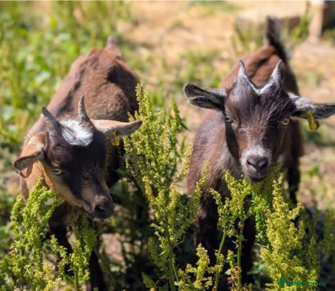 Goats livestock for sale: 5X Pygmy goats  - Advert 2