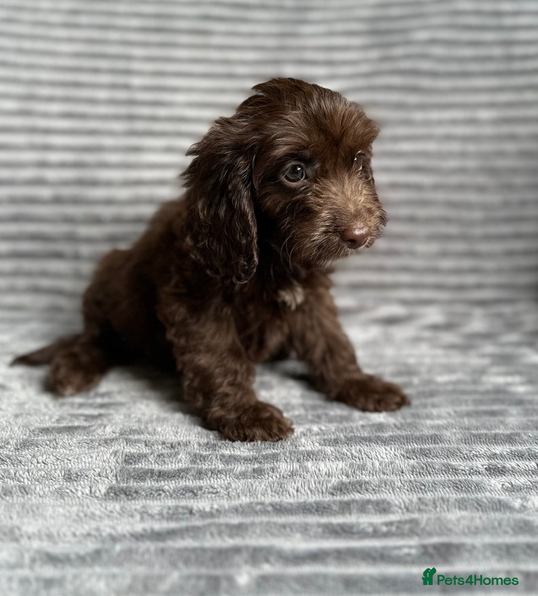 Cockapoo dogs for sale: Beautiful cockapoos looking for forever homes - Image 6
