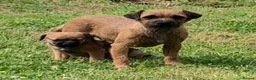 Border Terrier dogs for sale: Champion bred companion  - Advert 11