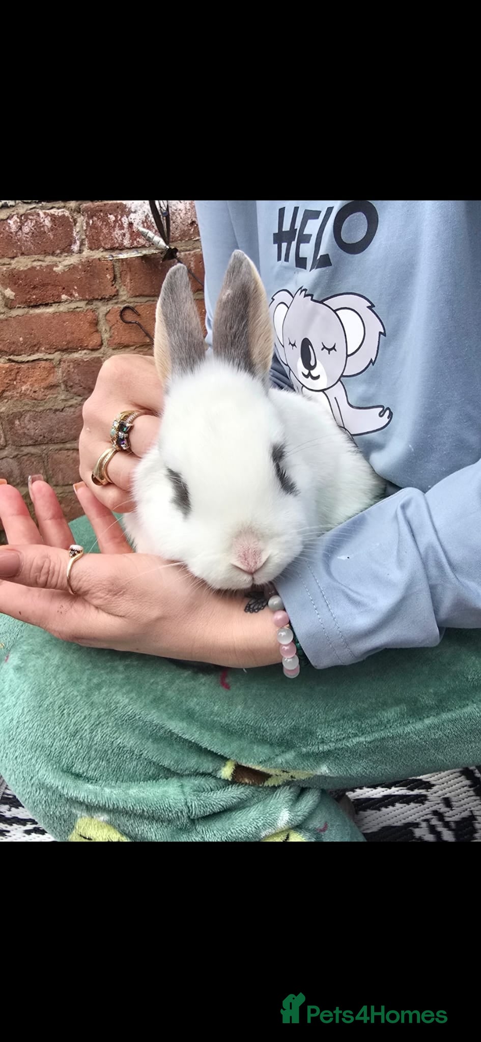 Mixed Breed rabbits  Young Bunnies £15 each 3 boys left - Advert 15