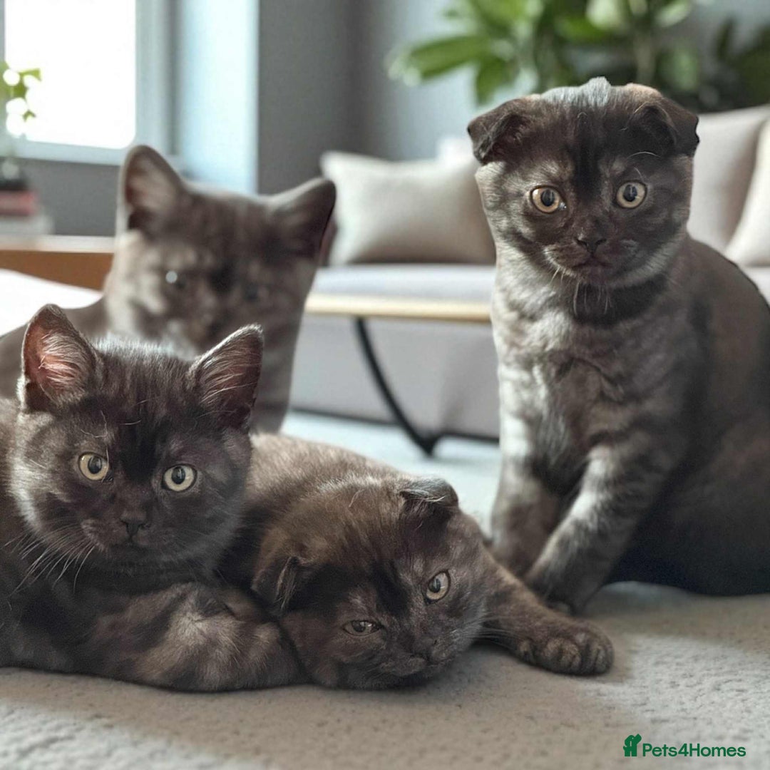 Scottish Fold cats for sale: 4 Pedigree Scottish Fold Kittens Reduced Price - Image 38