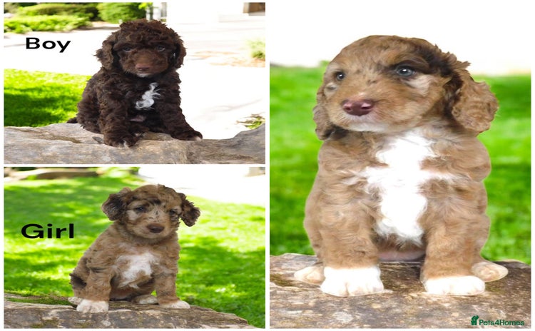 Cockapoo dogs - Advert 9