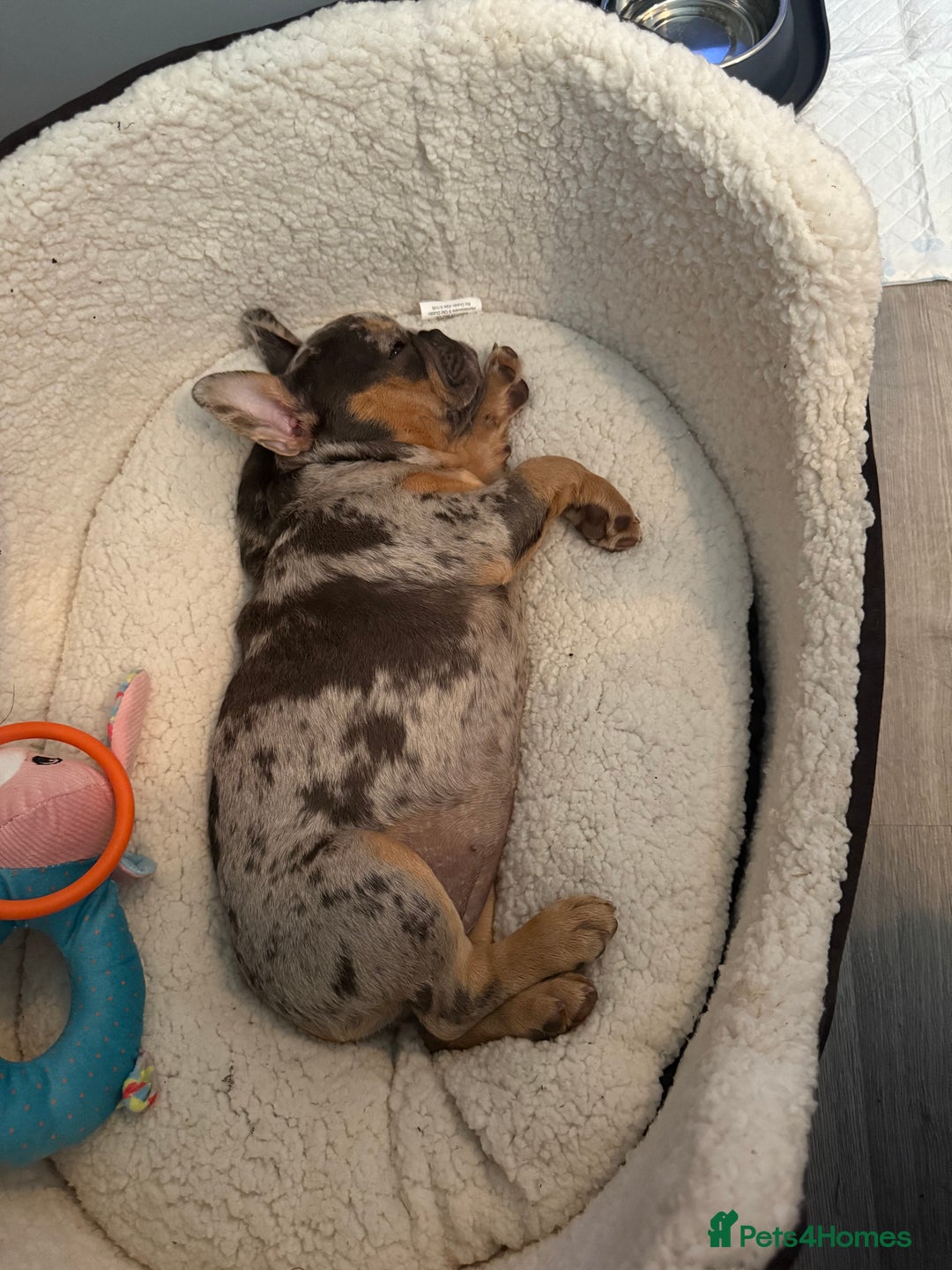 French Bulldog dogs for sale: female french bulldog  - Image 1