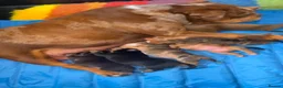 American Bully dogs for sale: Abkc American pockets - Advert 3