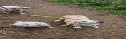 Mixed Breed dogs for adoption: Roma - Sabueso (Spanish Hound)  - Advert 3