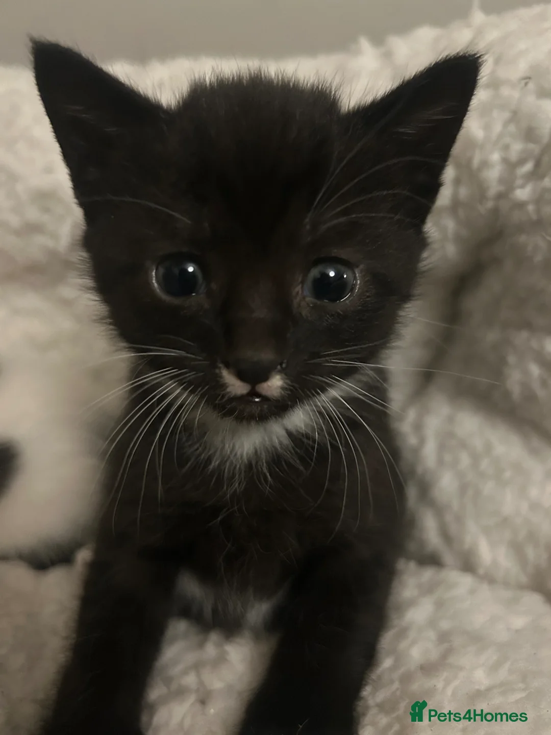 British Shorthair cats for sale: 2 BRITSH MALE SHORT HAIR KITTENS - Advert 22
