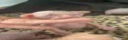 Sphynx cats for sale: 1 boy 4 girls HCM tested parents every year - Advert 7