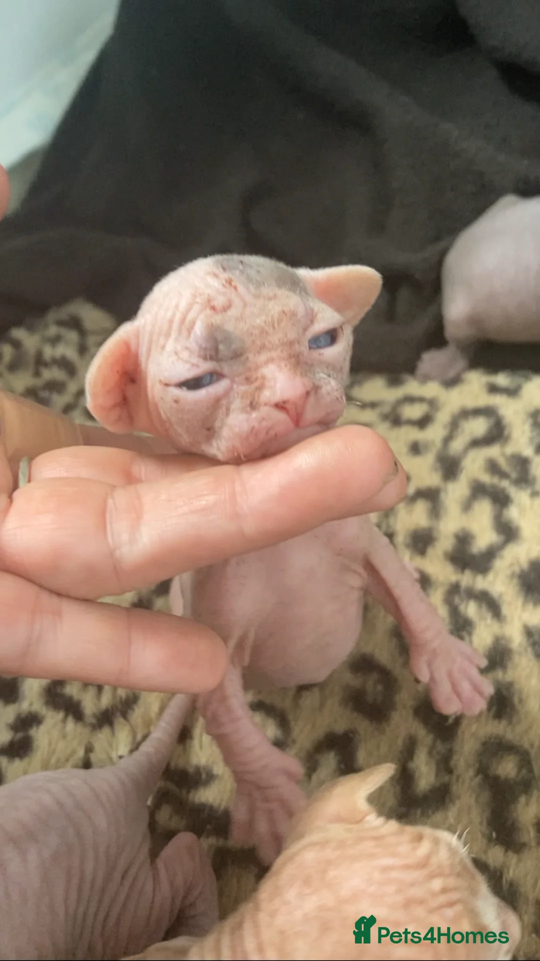 Sphynx cats for sale: 1 boy 4 girls HCM tested parents every year - Advert 7