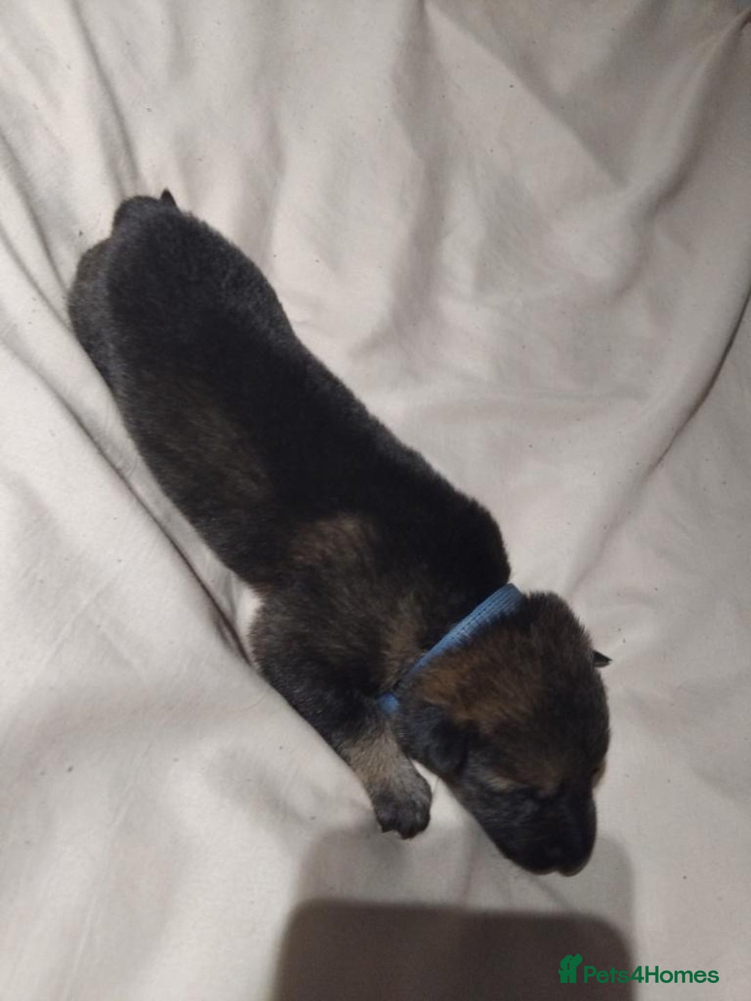 German Shepherd dogs for sale: German shepherd puppy’s kennel club registered  - Advert 29