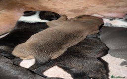 Mixed Breed dogs for sale: Puppies for sale  - Image 5
