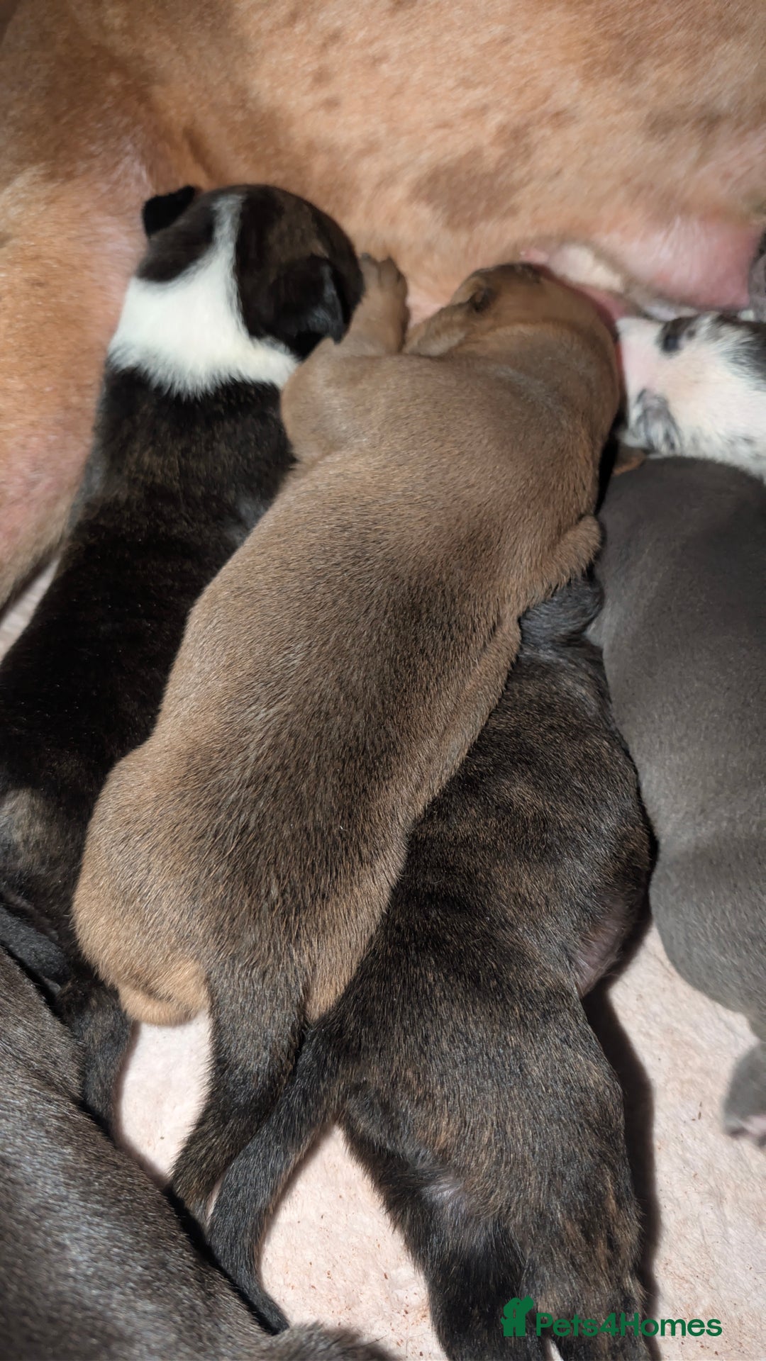 Mixed Breed dogs for sale: Puppies for sale  - Image 5