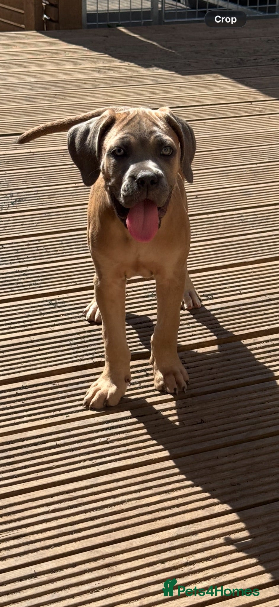 Cane Corso dogs Last stunning formentino girl left 😍 - Advert 1
