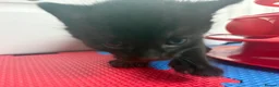 British Shorthair cats for sale: BEAUTIFUL CUTE KITTENS delivery available ! - Advert 6