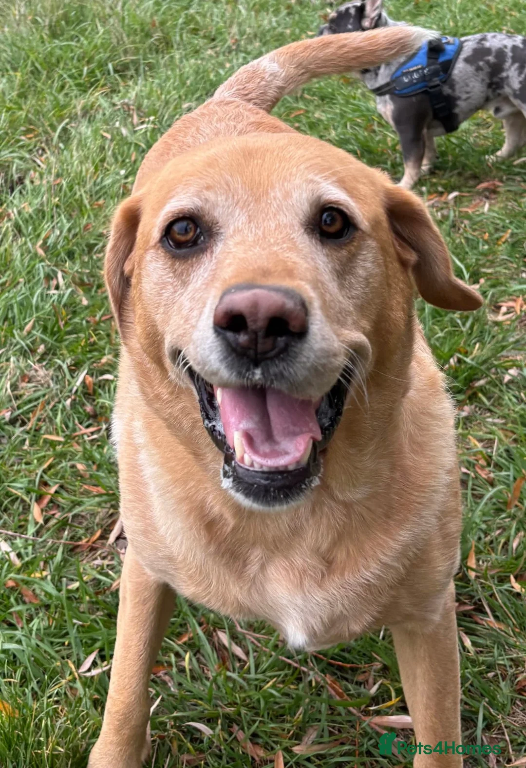 Labrador Retriever dogs for sale: Labrador - Loving Home Needed - Advert 1