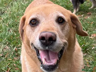 Labrador Retriever dogs Labrador - Loving Home Needed - Advert 3