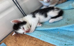 Mixed Breed cats for sale: Beautiful kittens  - Image 19