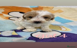 Cockapoo dogs for sale: Beautiful cockapoo pups - Image 4