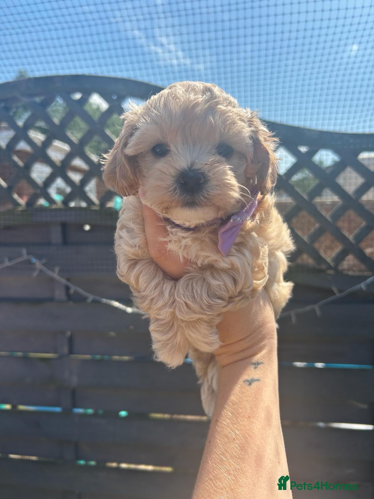 Maltipoo dogs ⭐Tiny Maltipoo Puppies |Maltese x Asian Toy Poodle - Advert 2