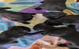 Cane Corso dogs for sale: Cane corso puppies  - Image 7