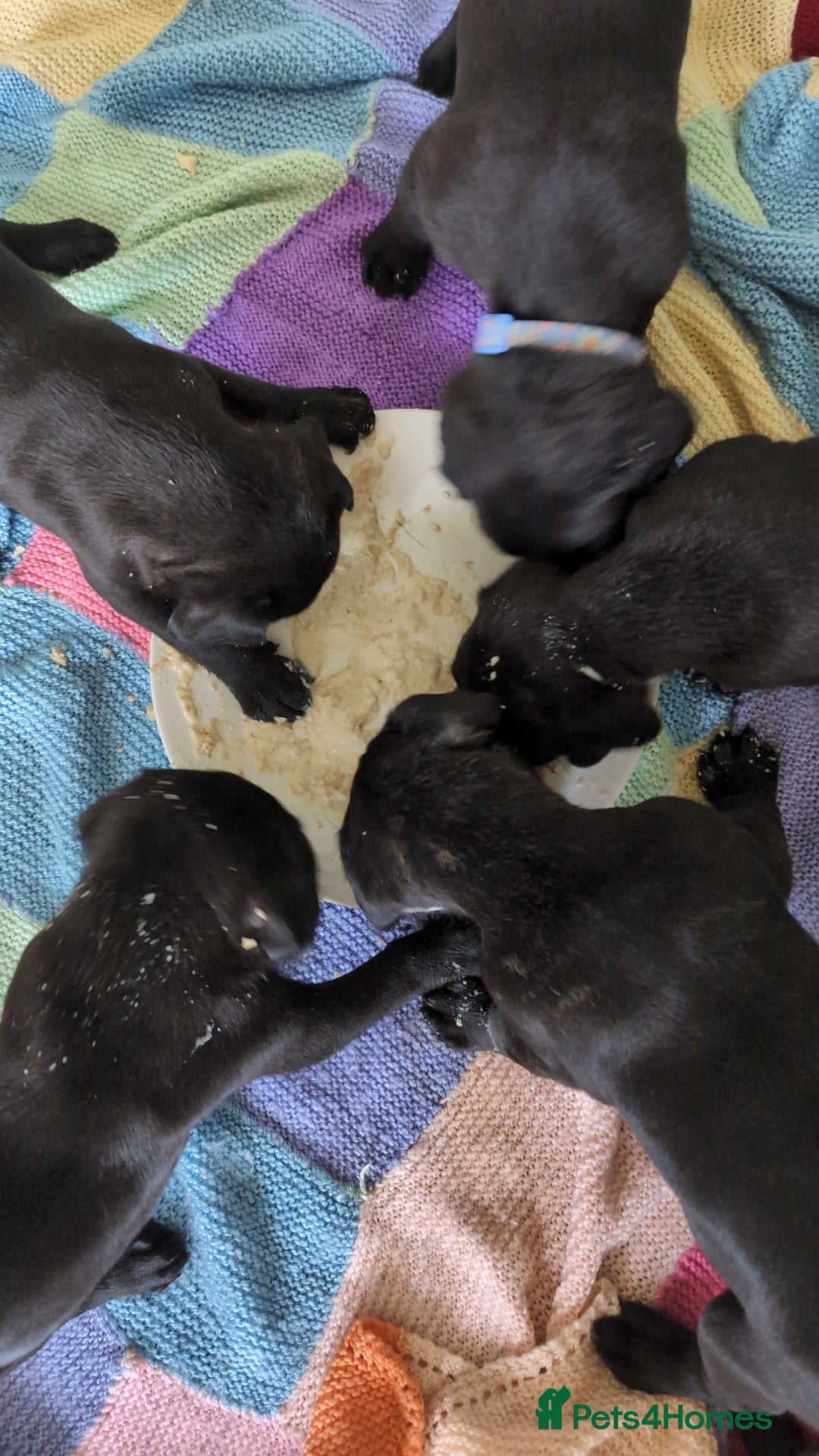 Cane Corso dogs for sale: Cane corso puppies  - Image 7