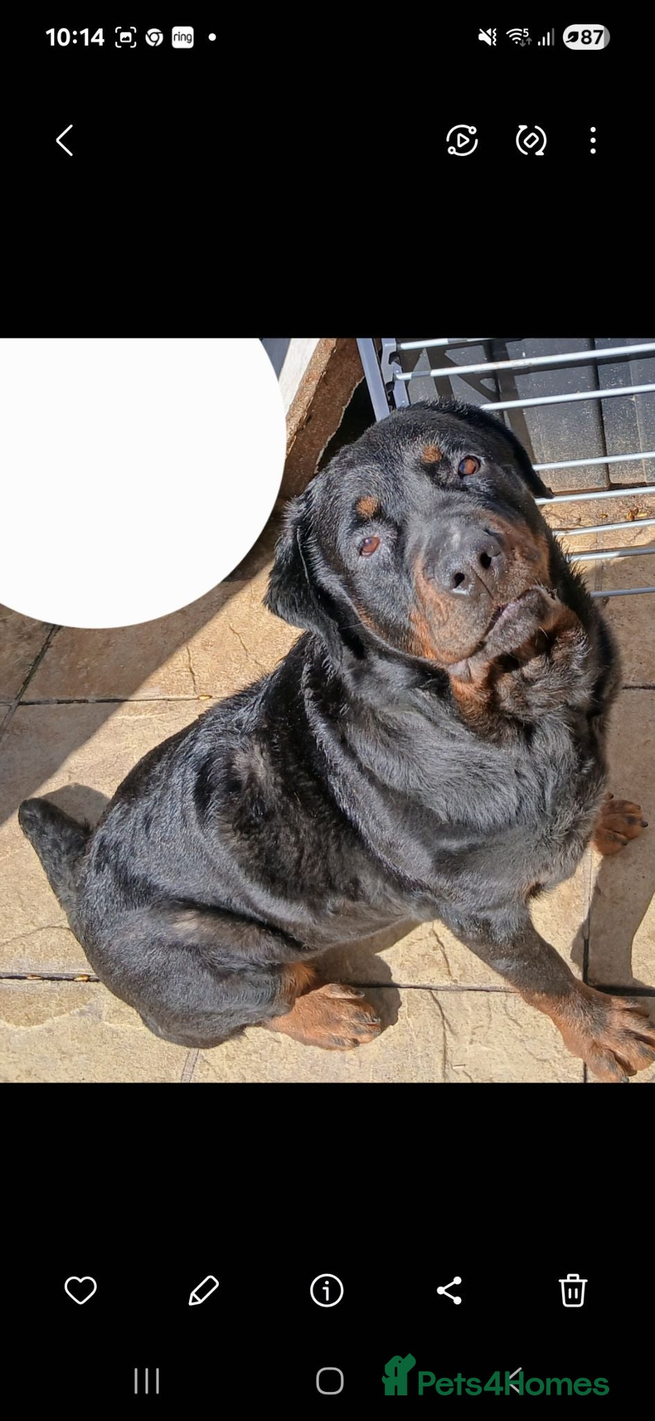 Rottweiler dogs Bella - Advert 1