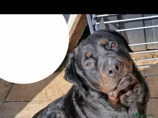 Rottweiler dogs Bella - Advert 13