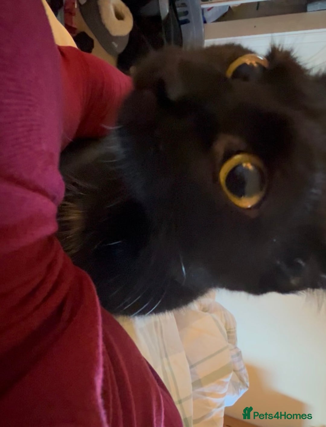 Mixed Breed cats for adoption: Rescue siblings Bumble and Bee need 1st ever home - Advert 9