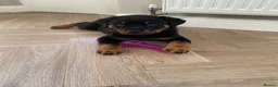 Rottweiler dogs for sale: Half Serbian / Half German Rottweiler Puppy in Coventry - Advert 5