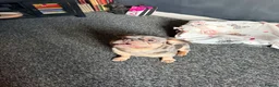 Frug dogs for sale: Baby Bailey  - Advert 9