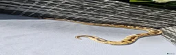 Python Snake reptiles for sale: Ball python in Keighley - Advert 2