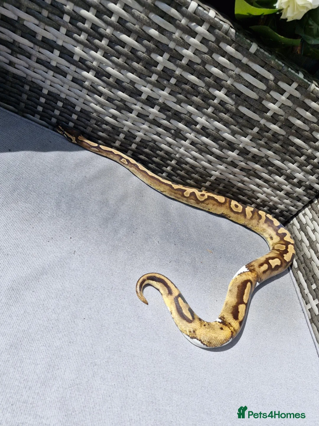 Python Snake reptiles for sale: Ball python in Keighley - Advert 2