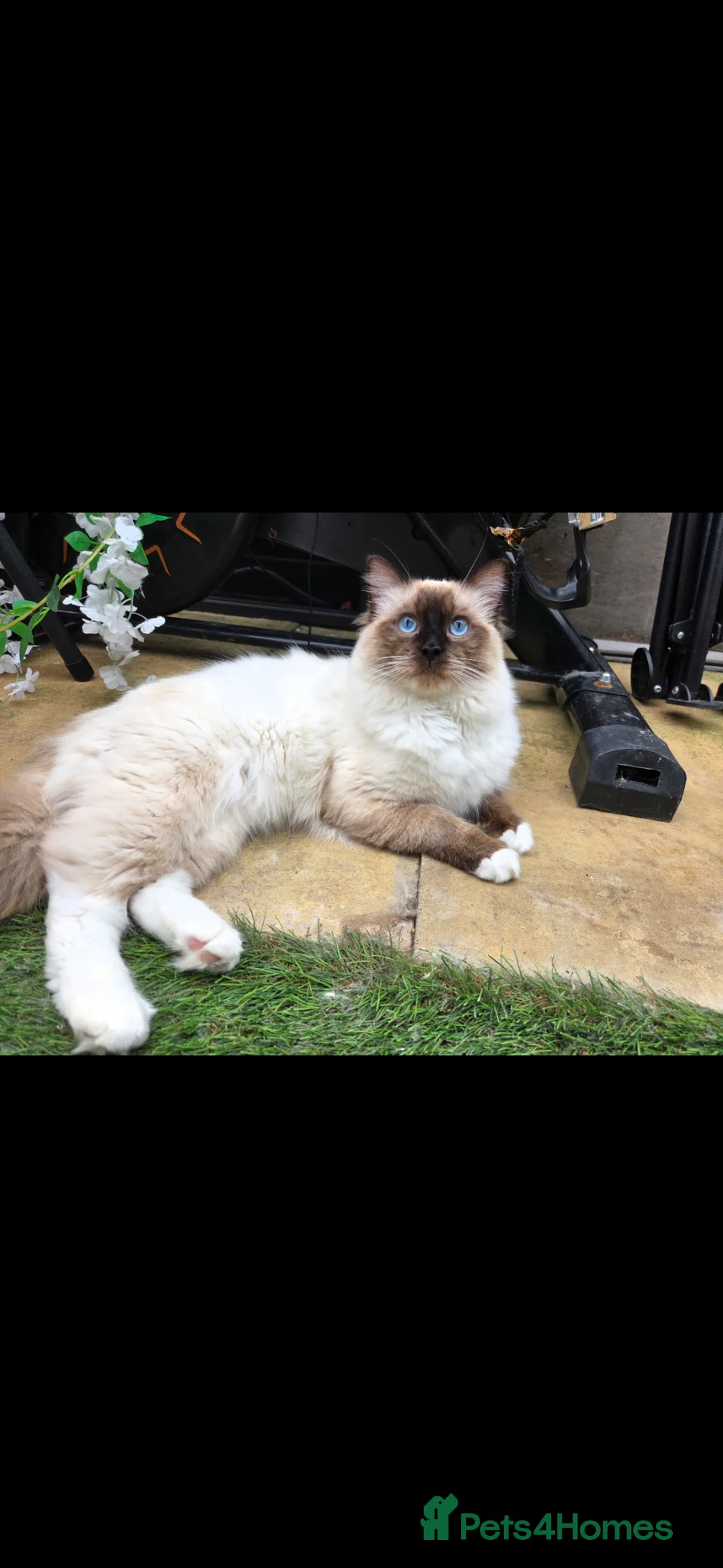 Ragdoll cats for sale: ragdoll Seal point - Advert 2
