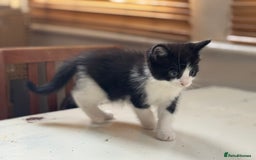 Domestic Shorthair cats for sale: Super sweet kittens - Image 5