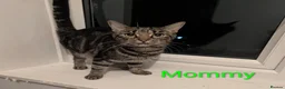 Domestic Shorthair cats for sale: READY TO LEAVE NOW🩵🩷 - Advert 34
