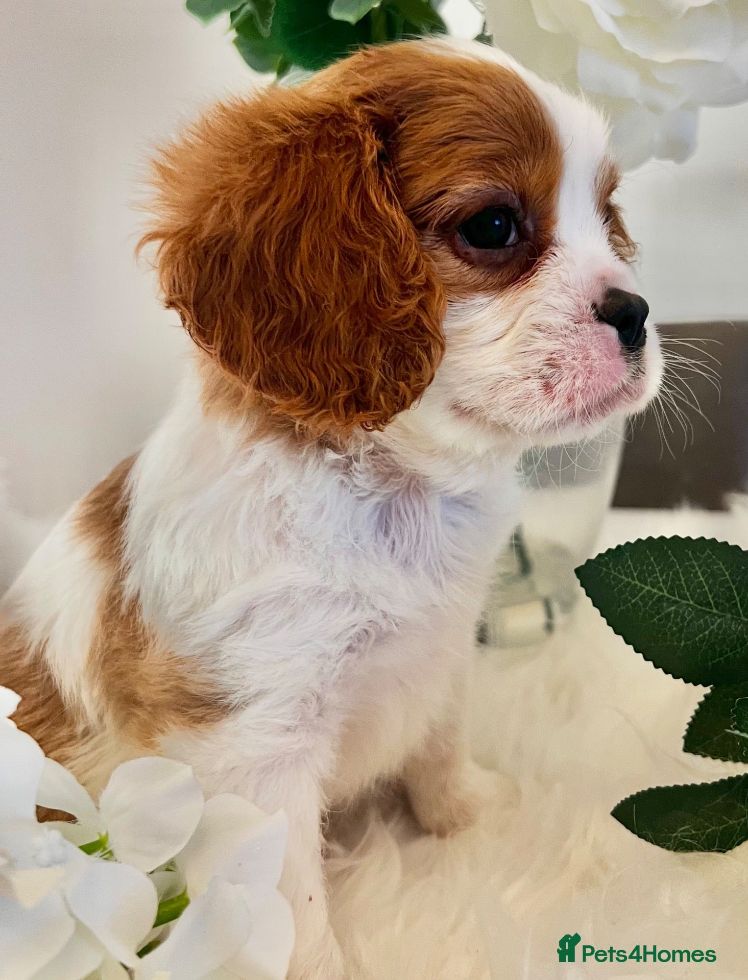 Cavalier King Charles Spaniel dogs 💙 Health Tested Cavalier Boys💙 - Advert 2