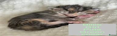 Mixed Breed Kitten 4