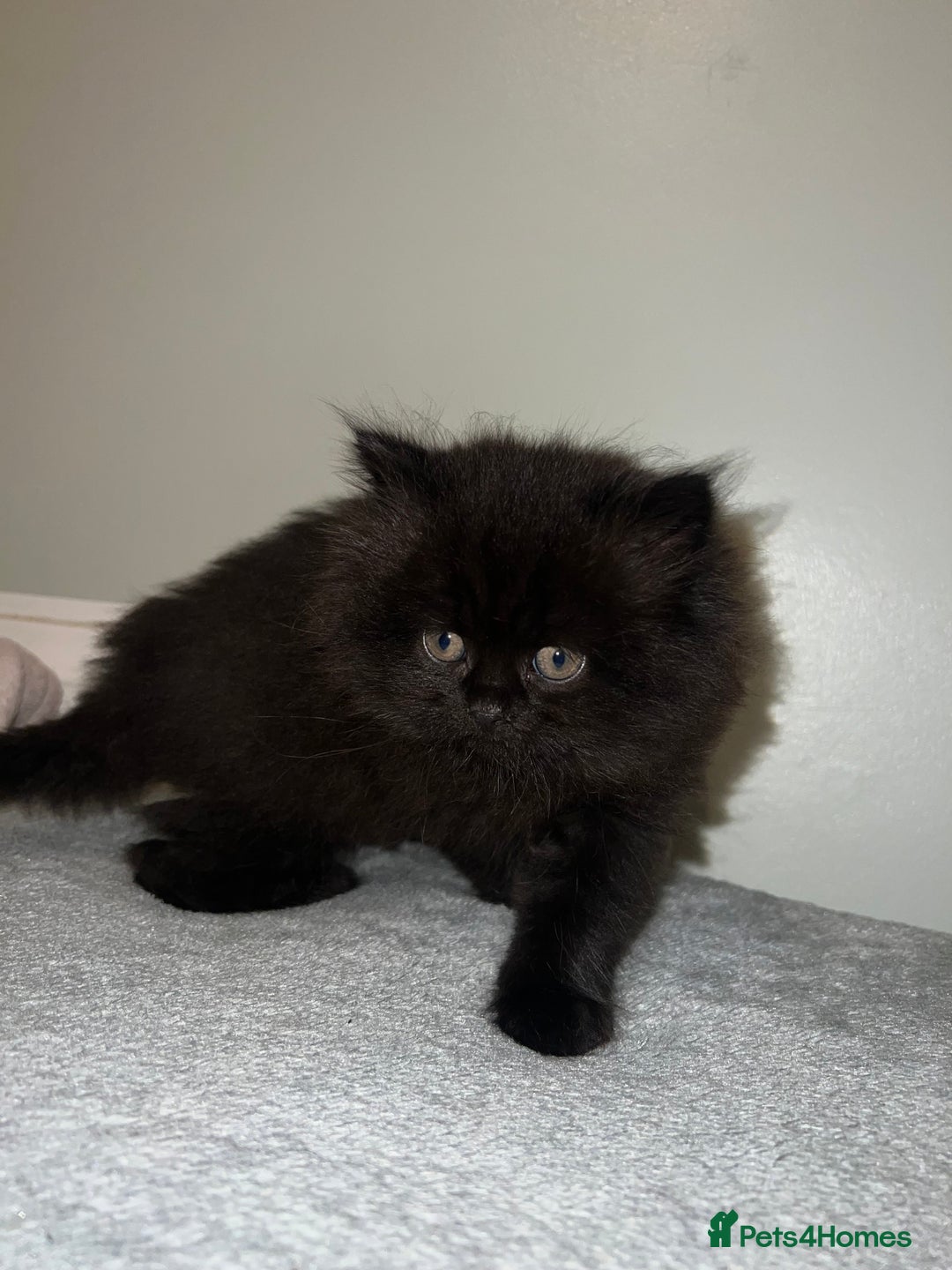 British Shorthair cats for sale: British Shorthair kittens - Advert 5