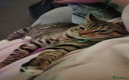 Mixed Breed cats for sale: Noah and Tigs 2 male cats mixed breed moggys - Image 3
