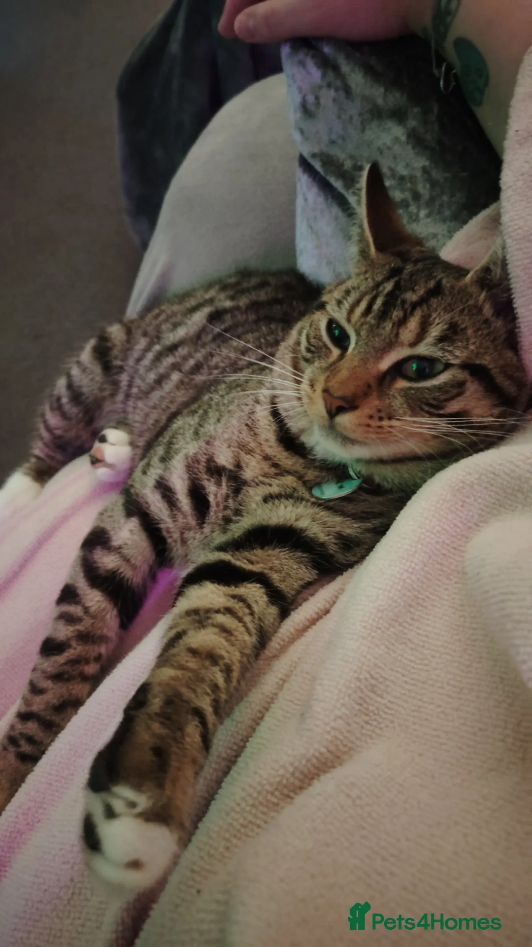 Mixed Breed cats for sale: Noah and Tigs 2 male cats mixed breed moggys - Image 3