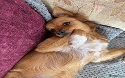 Pomchi dogs for sale: Two 6 month old dogs  - Image 2