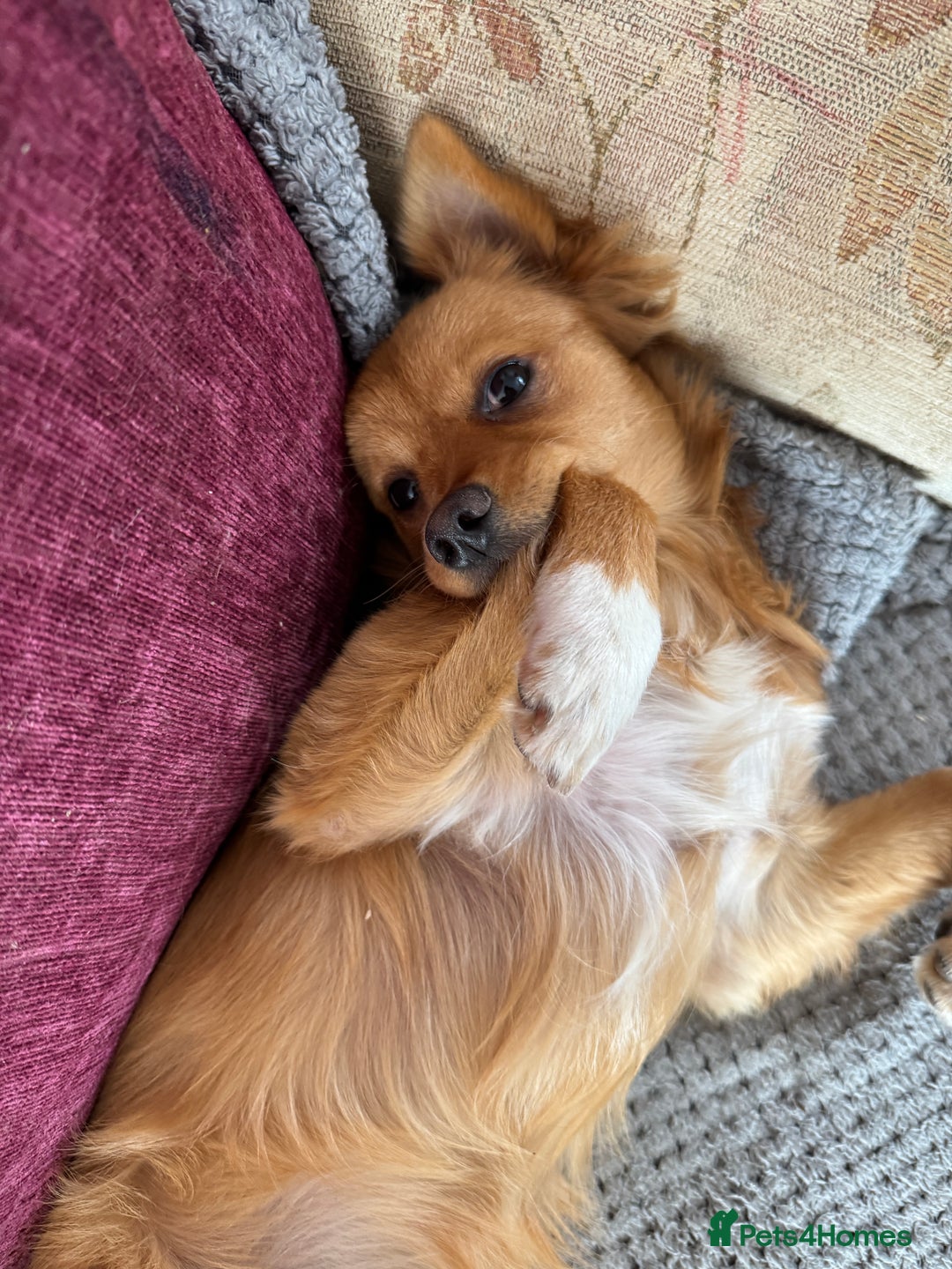 Pomchi dogs for sale: Two 6 month old dogs  - Image 2