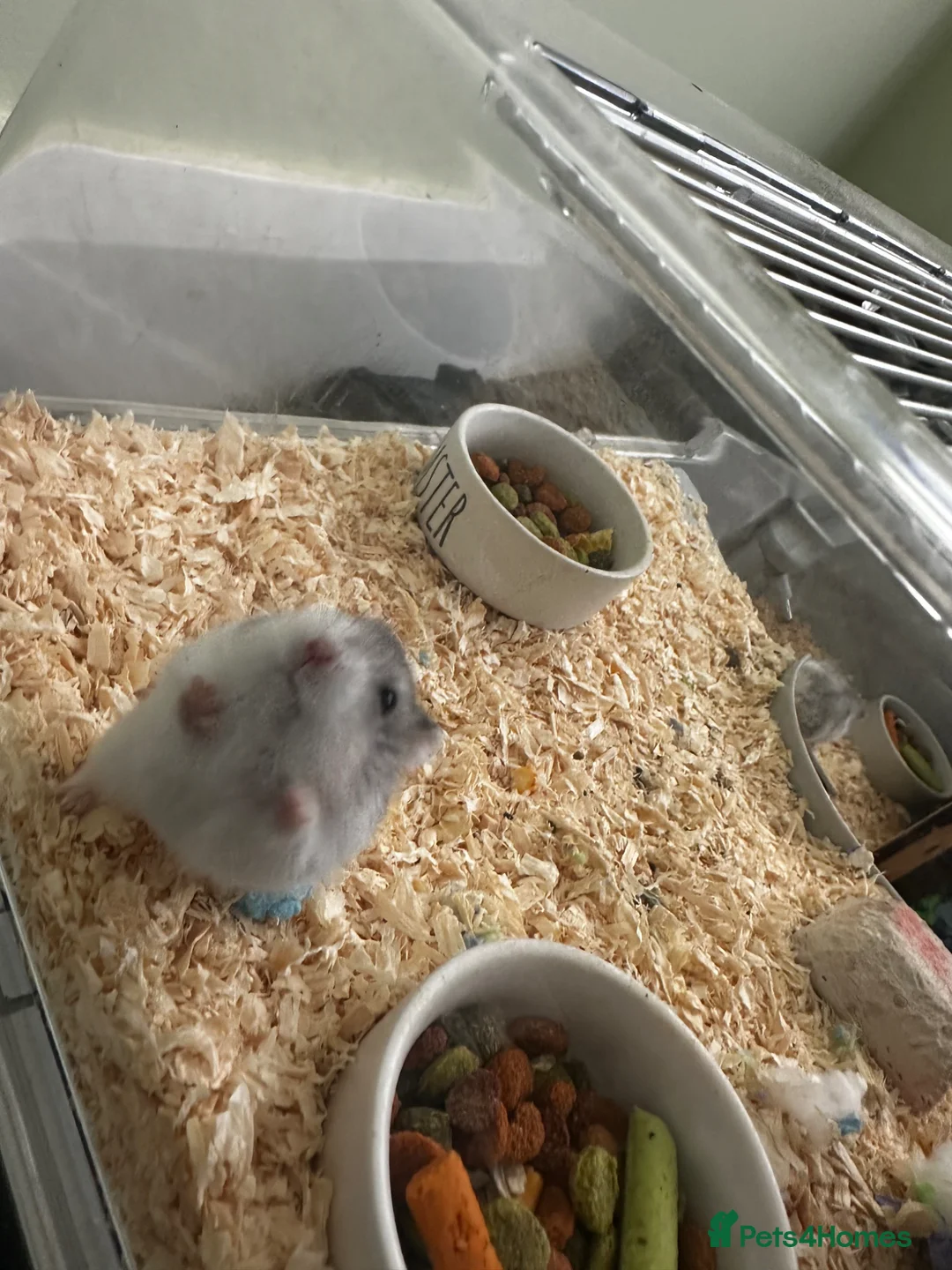 Hamster rodents for sale: Russian Dwarf Hamsters for Sale in Wallasey - Advert 2