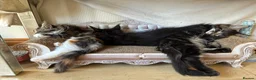 Maine Coon cats for sale: Purebred Maine Coon Kittens in Lisburn - Advert 6
