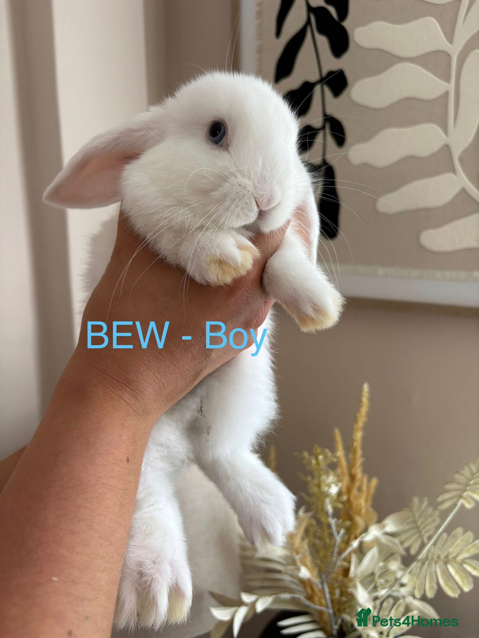 Mini Lop rabbits Beautiful Mini Lop Bunnies - Last 2 - Advert 2