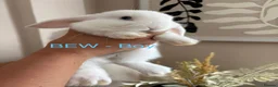 Mini Lop rabbits for sale: Beautiful Mini Lop Bunnies  - Advert 9
