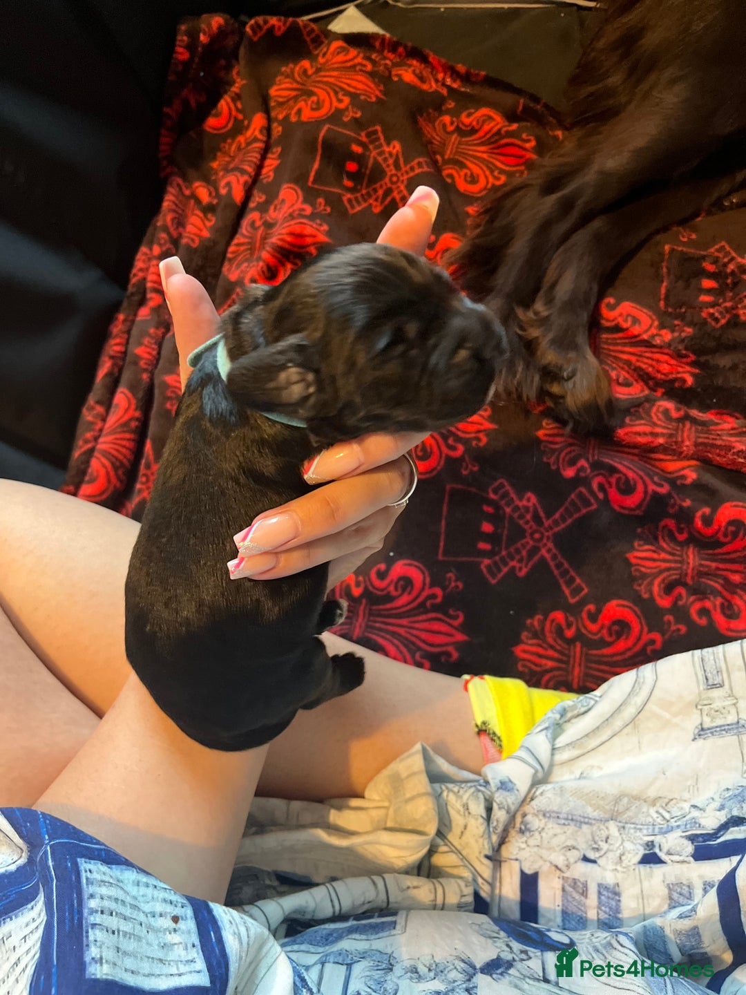 Cocker Spaniel dogs for sale: Cocker spaniels 🐶  - Advert 41