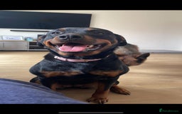 Rottweiler dogs for sale: KC Registered Rottweiler Puppies - Image 9