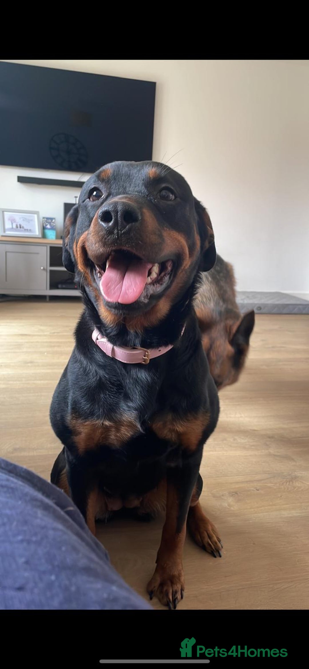 Rottweiler dogs for sale: KC Registered Rottweiler Puppies - Image 9